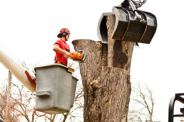 Best Tree Disease Treatment  in Elgin, MN